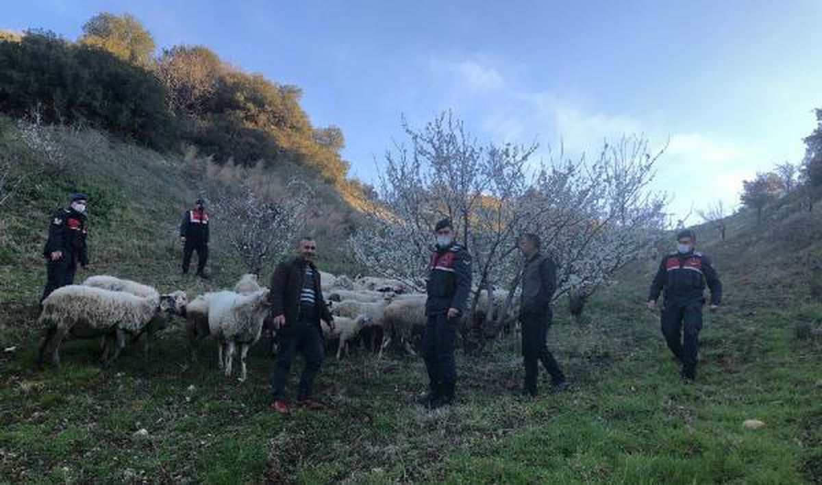 Son Dakika | Kayıp koyunları jandarma buldu