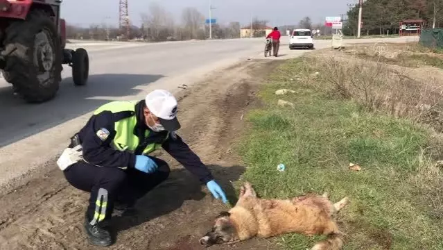 Polis, severek sakinleştirdiği yaralı köpeğin başından ayrılmadı