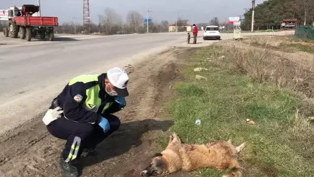 Polis, severek sakinleştirdiği yaralı köpeğin başından ayrılmadı