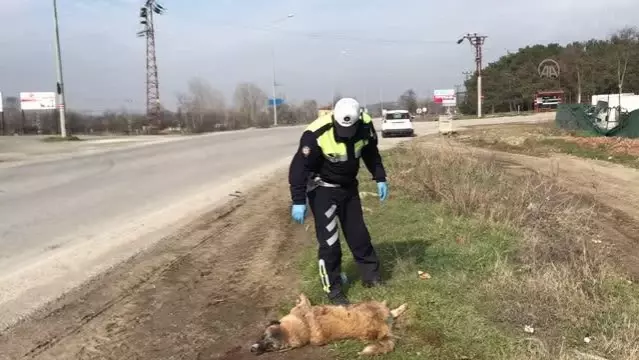 Polis, severek sakinleştirdiği yaralı köpeğin başından ayrılmadı