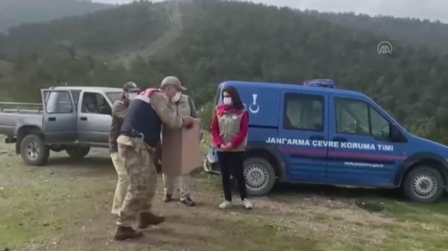 Tedavisi tamamlanan kızıl şahin doğaya salındı Tedavisi tamamlanan kızıl şahin doğaya salındı