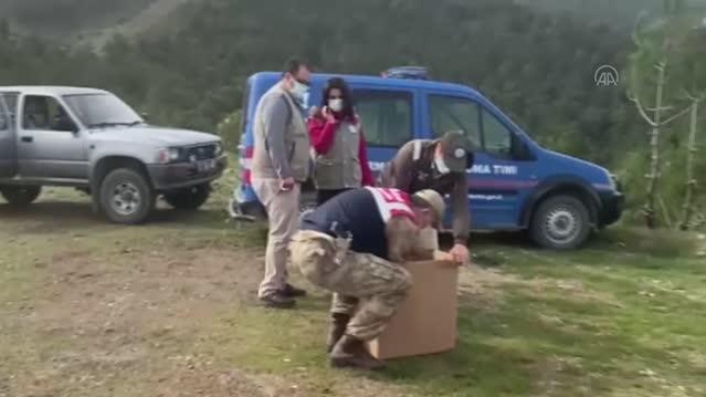 Tedavisi tamamlanan kızıl şahin doğaya salındı Tedavisi tamamlanan kızıl şahin doğaya salındı