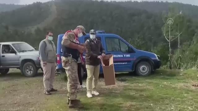 Tedavisi tamamlanan kızıl şahin doğaya salındı Tedavisi tamamlanan kızıl şahin doğaya salındı