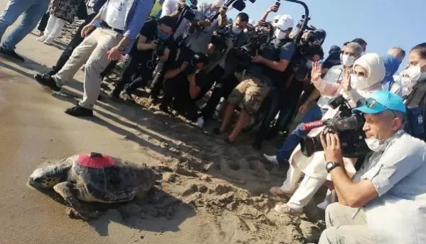 ANTALYA Uydu takip cihazlı 12 Caretta caretta'dan 9'u Türkiye'de kaldı