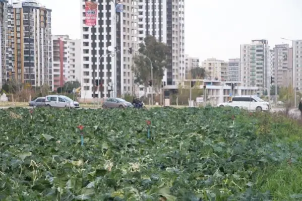 ADANA Yol kenarındaki arazilerde üretilen 'tarımsal' gıdalardaki tehlike