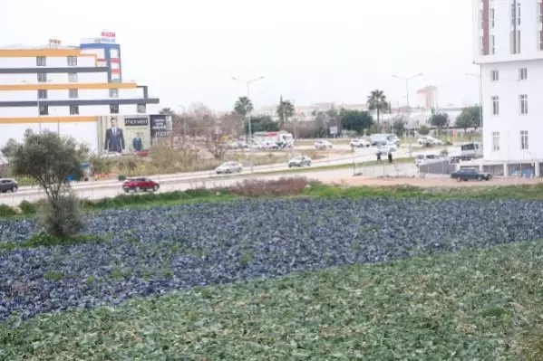 ADANA Yol kenarındaki arazilerde üretilen 'tarımsal' gıdalardaki tehlike