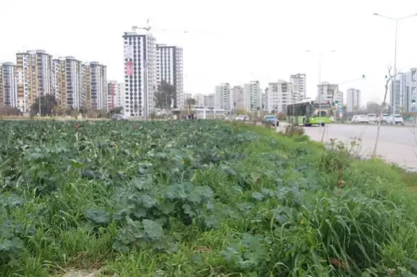 ADANA Yol kenarındaki arazilerde üretilen 'tarımsal' gıdalardaki tehlike