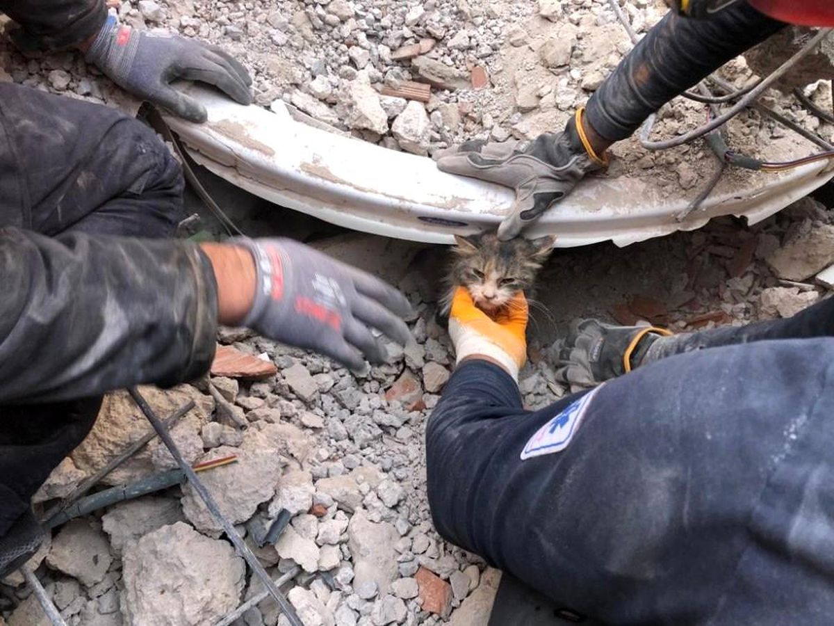Son dakika! İzmir itfaiyesi 5 bin hayvan kurtardı