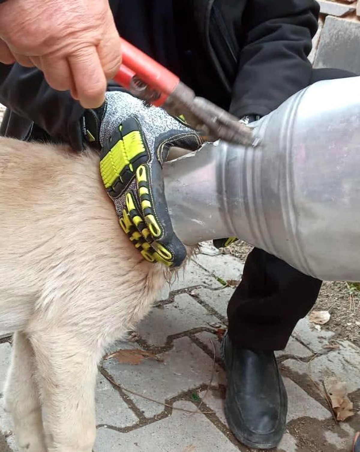 Son dakika haber... Kafası güğüme sıkışan köpeği itfaiye ekipleri kurtardı