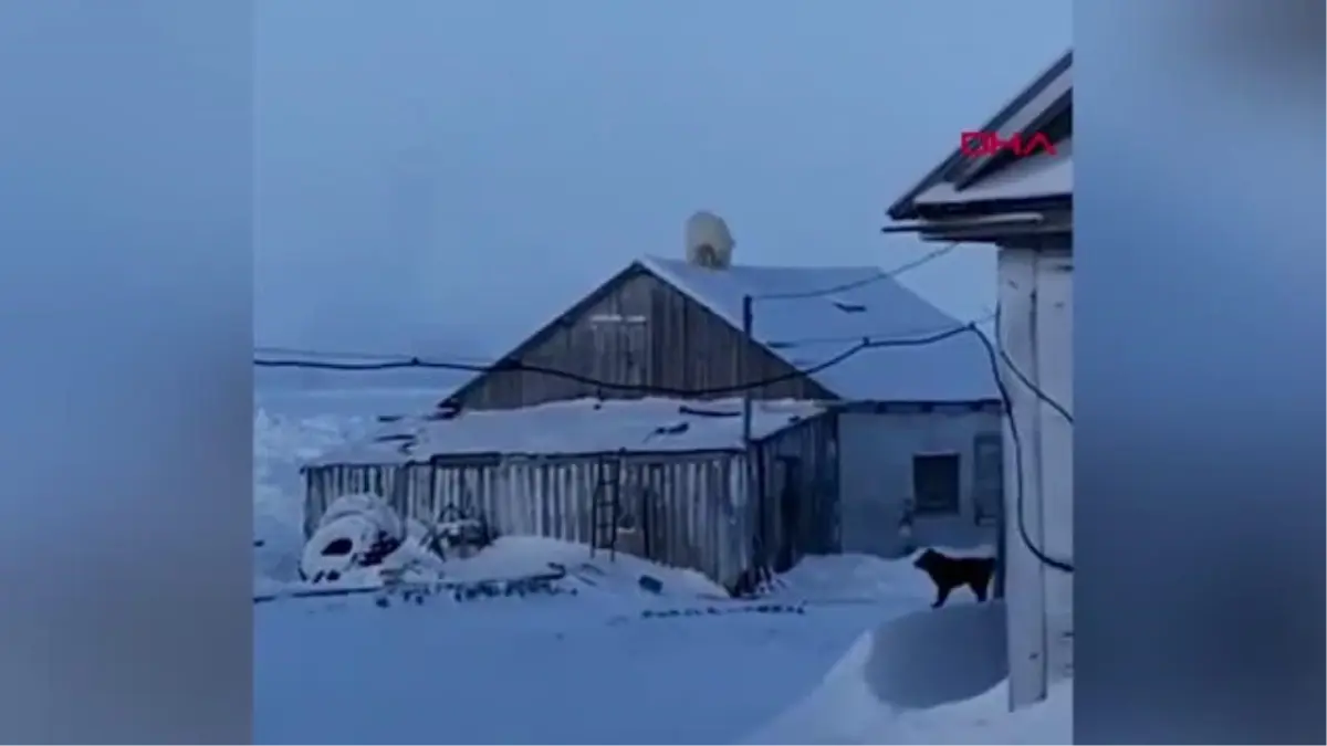 Rusya\'da kutup ayısı, evin çatısına çıktı