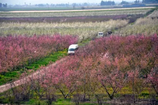 HATAY Amik Ovası'nda meyve bahçeleri rengarenk oldu