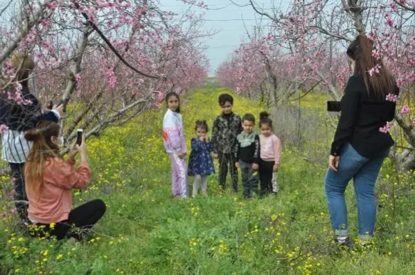 HATAY Amik Ovası'nda meyve bahçeleri rengarenk oldu