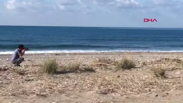 Çok nadir görülen 'keşiş kuyrukkakanı' Antalya'da görüntülendi