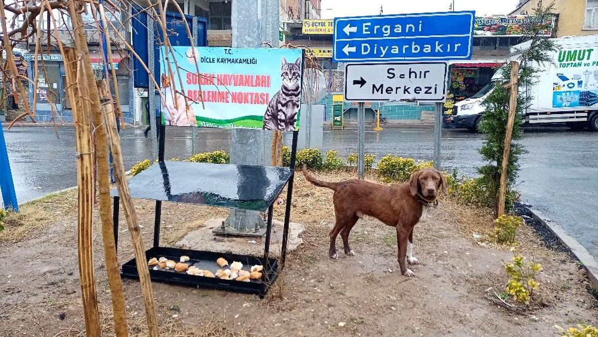Dicle Kaymakamlığı, sokak hayvanları için beslenme noktası oluşturdu