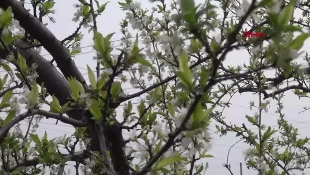 HATAY Amik Ovası'nda meyve bahçeleri rengarenk oldu