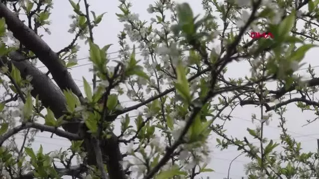 HATAY Amik Ovası'nda meyve bahçeleri rengarenk oldu