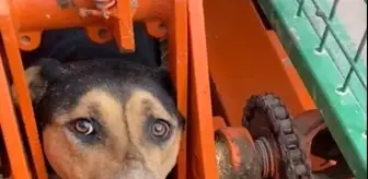 Kafası ve ayakları tarım aracına sıkışan köpek kurtarıldı