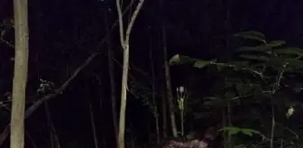 Kendisine şiddet uyguladığını öne sürdüğü babasını öldürüp, okula gitti (2)- Yeniden