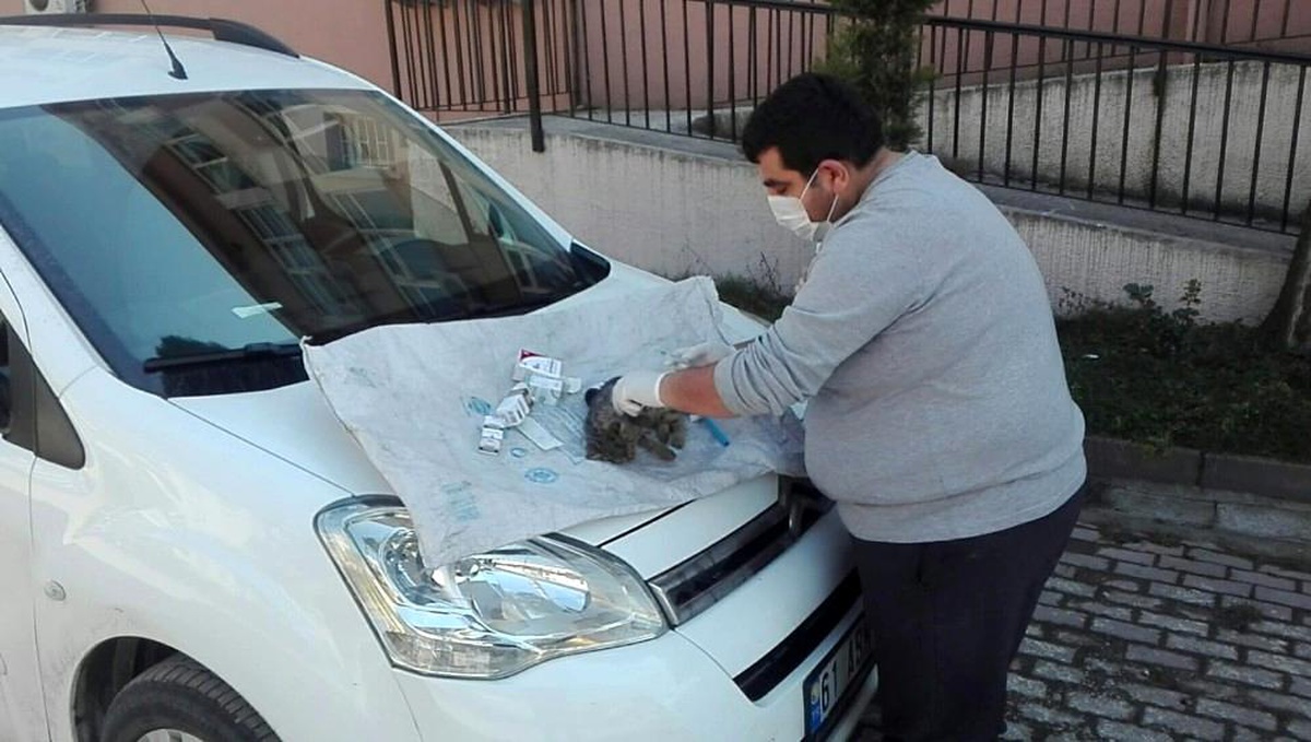 Ordu\'da yüksekten düşen kedi, ilk yardıma rağmen telef oldu