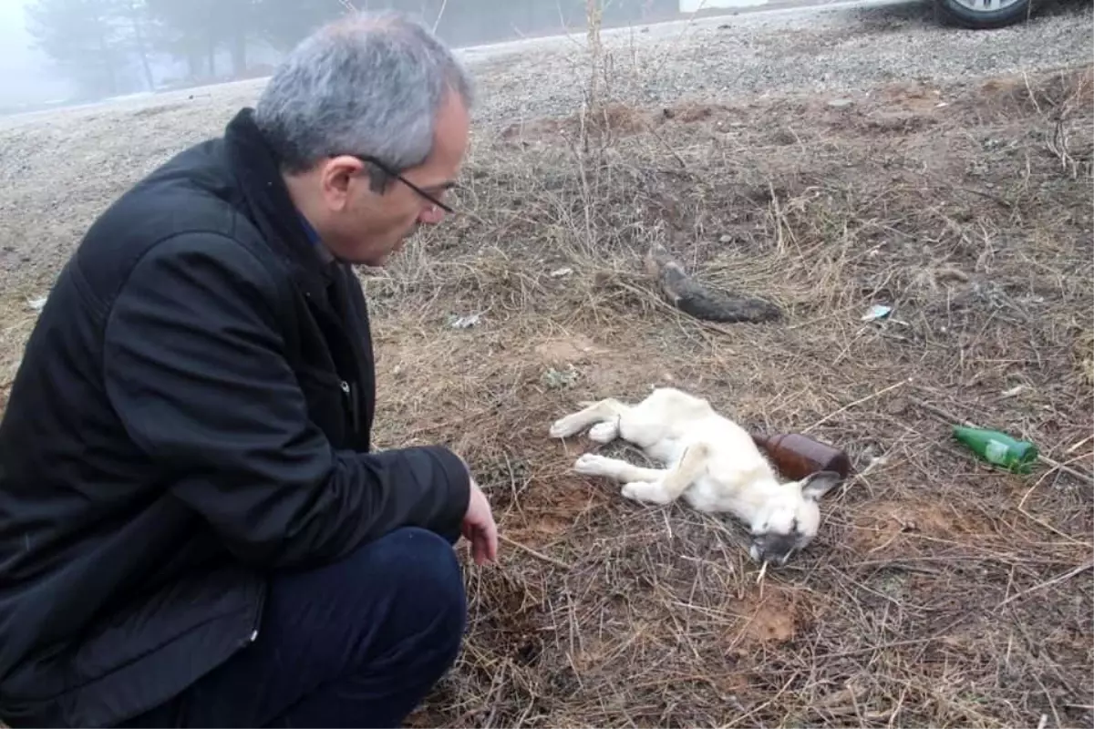 Ormana terk edilen sokak hayvanlarına kaymakam şefkati