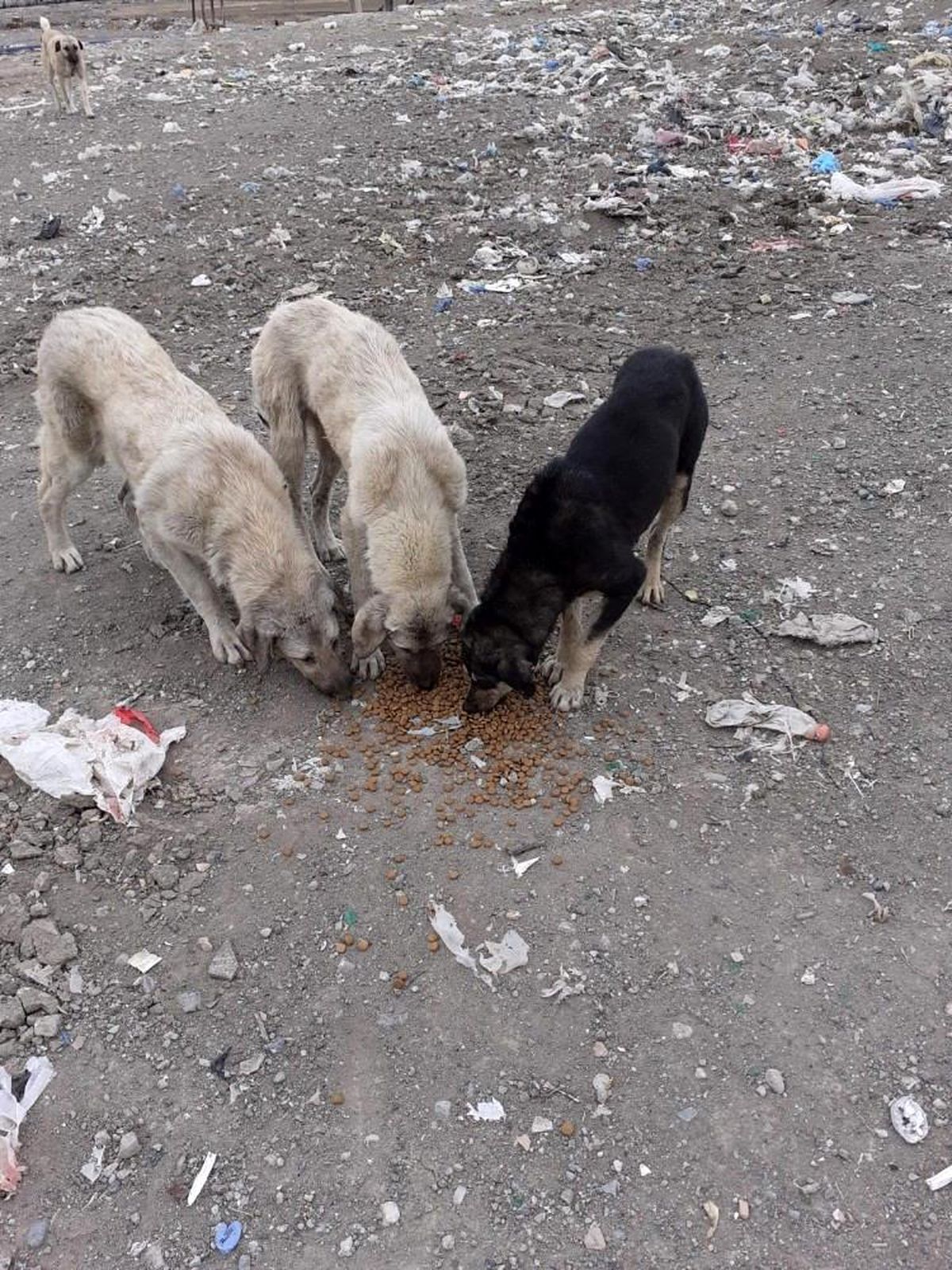 Sokak hayvanlarına mama dağıtımı devam ediyor