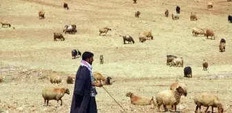 Valilik'ten yayla ve mera kullanımı genelgesi