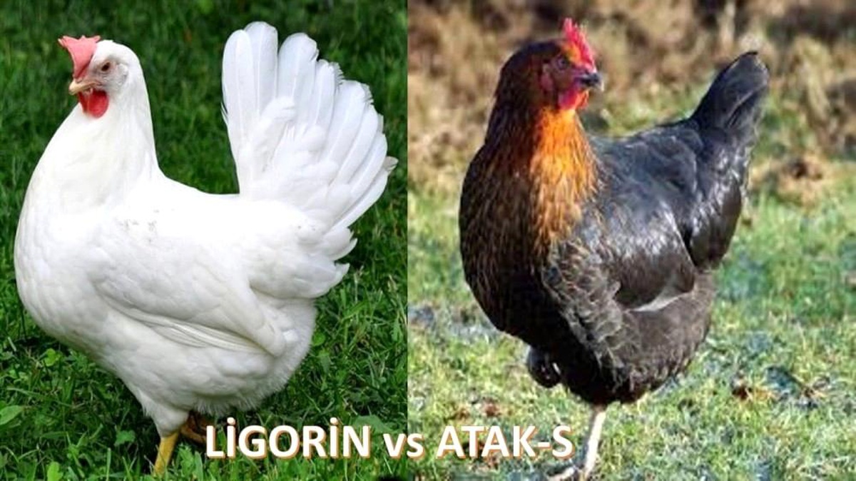 Ziraat Odası yumurta tavuğu dağıtacak