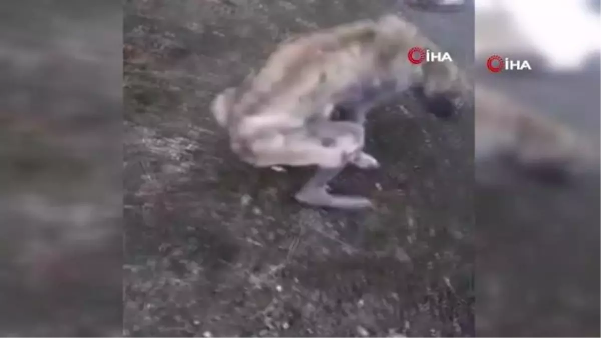 Aç kalan köpek sıcak yuvaya kavuştu