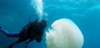Antalya Körfezi'nde 'başıboş denizanası' yoğunluğu