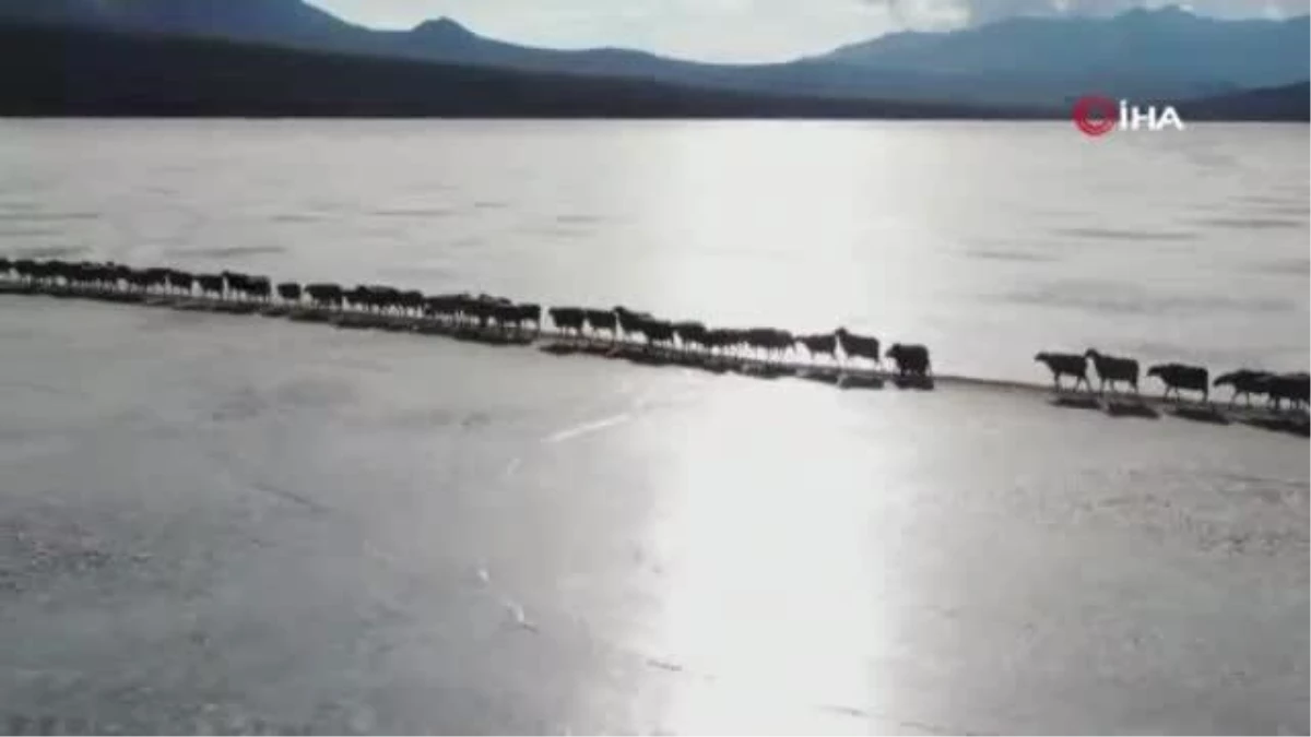 Antik Tibet geleneği: İki binden fazla koyun kışı geçirmek için donmuş gölü geçti