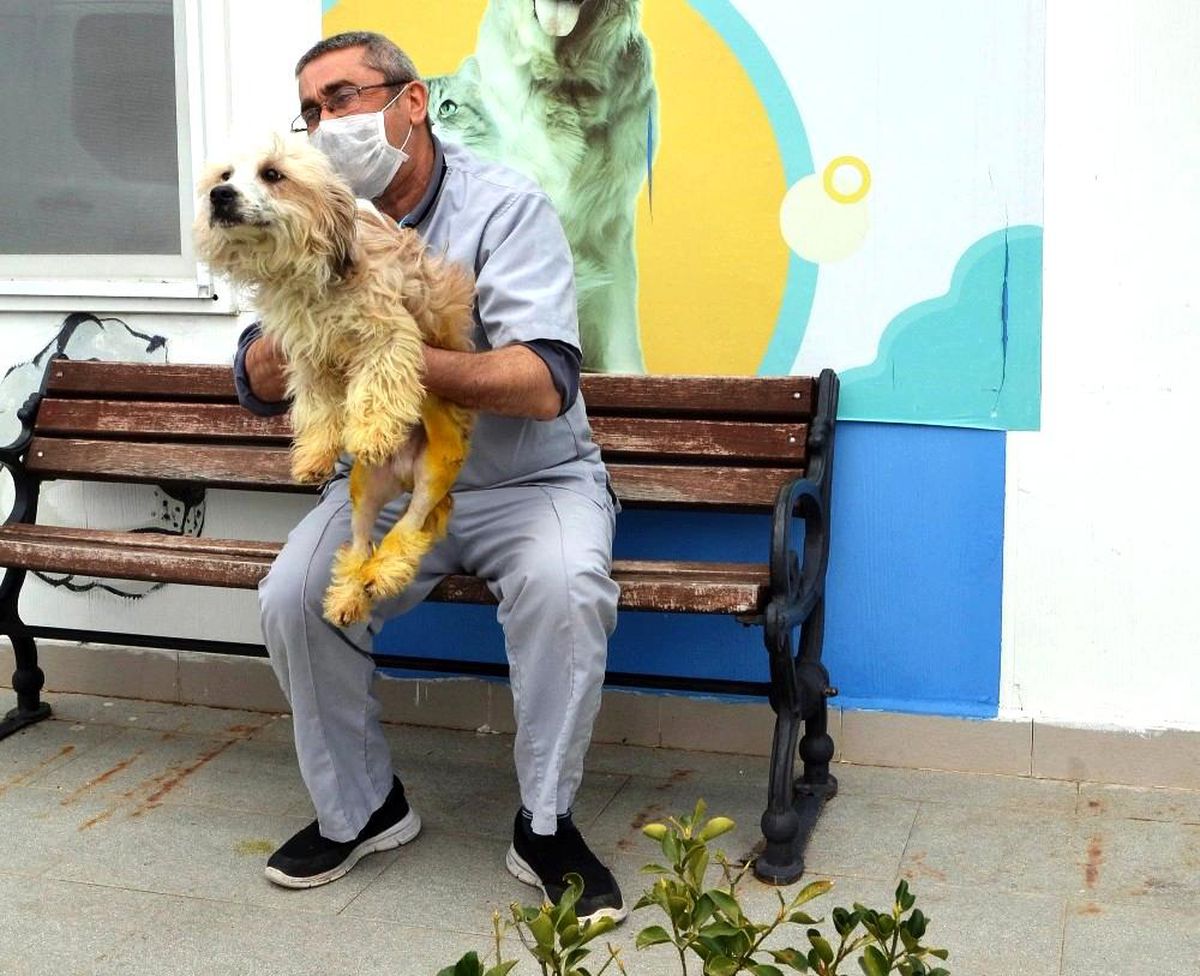 Son dakika! Ayakları kırılan köpek tedavi edildi