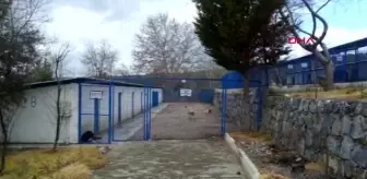 AYDIN Otomobil çarpan 'Teri' yürümeye başladı