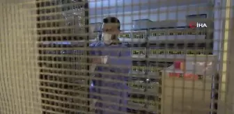 Babasının tedavisi için gittiği doktorun tavsiyesi hayatını değiştirdi: Yurdun dört bir yanına bıldırcın pazarlıyor