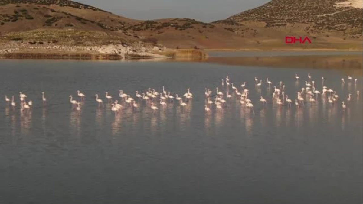 Son dakika haberi: BURDUR Yarışlı Gölü\'nün misafirleri flamingolar geldi
