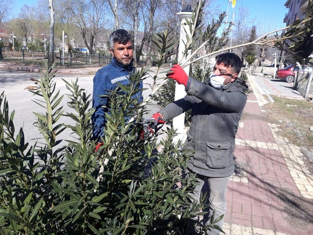Gölbaşı ilçesinde ağaçlar budanıyor