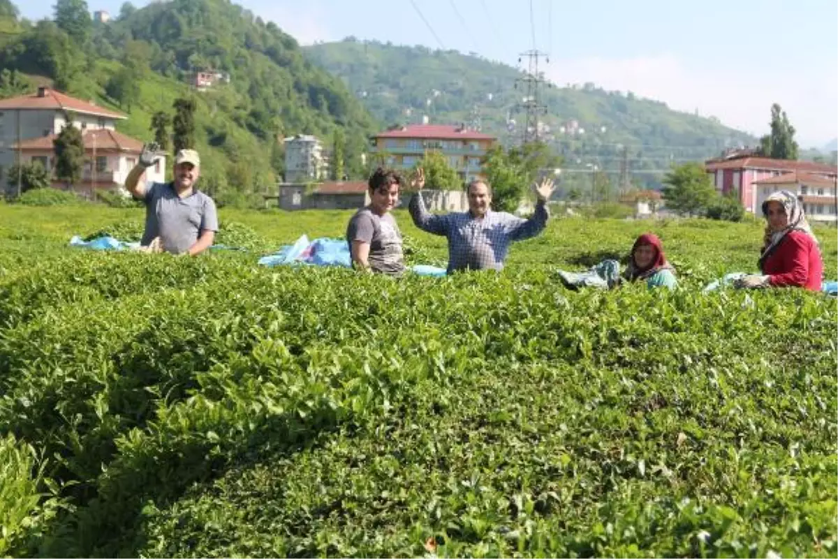 Karadeniz\'e \'çay göçü\' öncesi kritik \'vaka\' uyarısı: Aynı hatanın tekrarı gibi olur