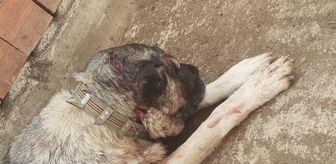 Kendisine saldıran köpeği baltayla yaraladı