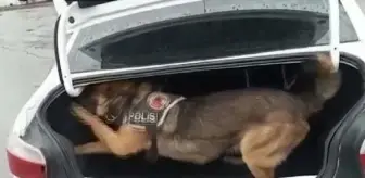 Narkotik köpeğinin koku almaması için uyuşturucu sakladıkları bölgeye benzin dökmüşler