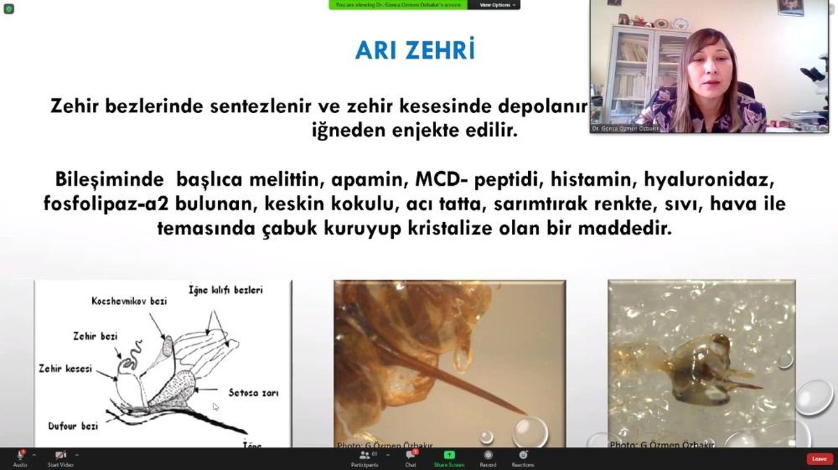 \'Sağlık İçin Arı Zehri\' Projesi yürütülüyor