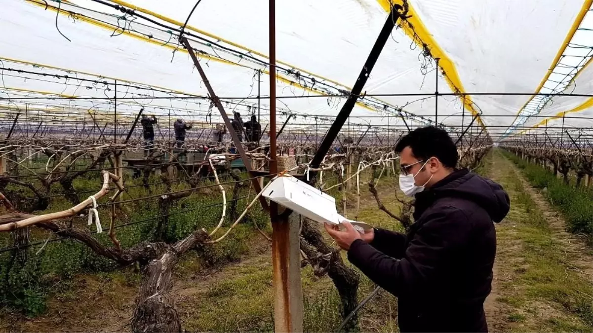 Manisa\'da üzüm bağlarına "salkım güvesi" tuzağı kuruldu