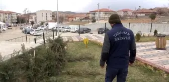 Vicdansızlığın böylesi görülmedi: Parktaki çam fidanları baltayla katledildi