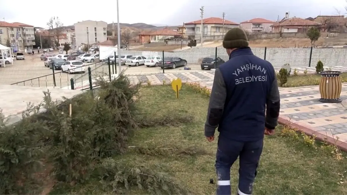 Vicdansızlığın böylesi görülmedi: Parktaki çam fidanları baltayla katledildi