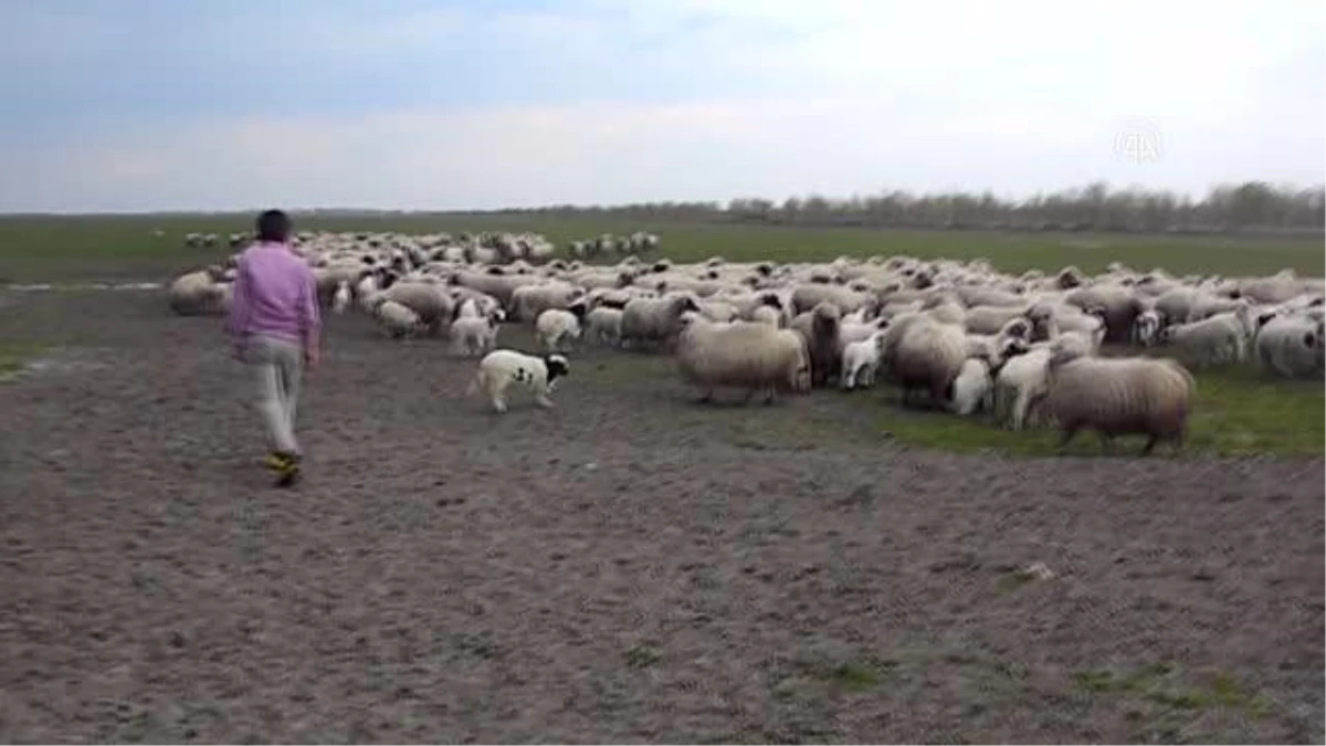 Yerli Karayaka koyun ırkında çoklu doğum sağlayan mutant gen tespit edildi