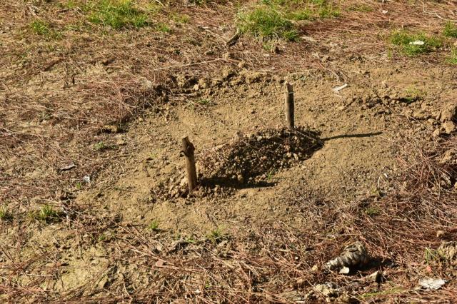 700 kovandaki binlerce arısı telef oldu! 'Umutlarımı da gömüyorum' diyerek mezar kazıp başlarında dua etti