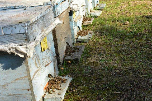 700 kovandaki binlerce arısı telef oldu! 'Umutlarımı da gömüyorum' diyerek mezar kazıp başlarında dua etti
