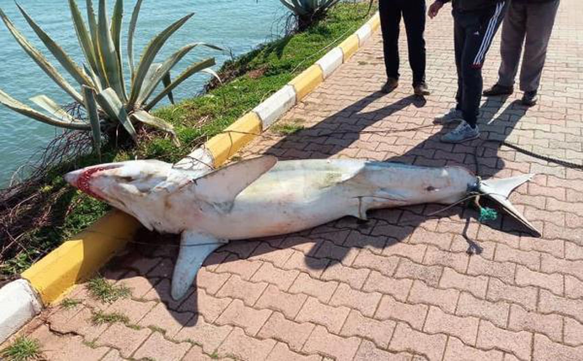 Antalya\'da köpek balığı ölüsü sahile vurdu