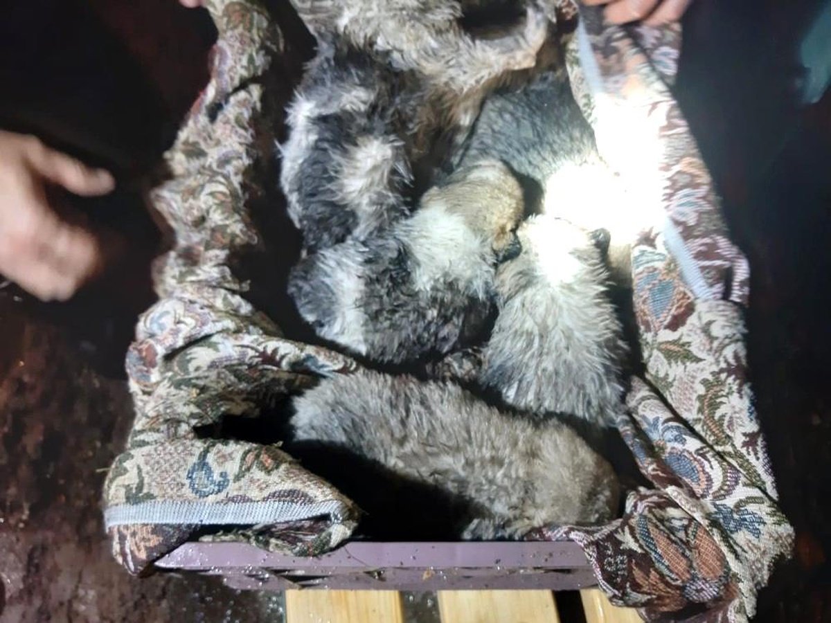 Boğulmak üzere olan yavru köpekleri itfaiye kurtardı