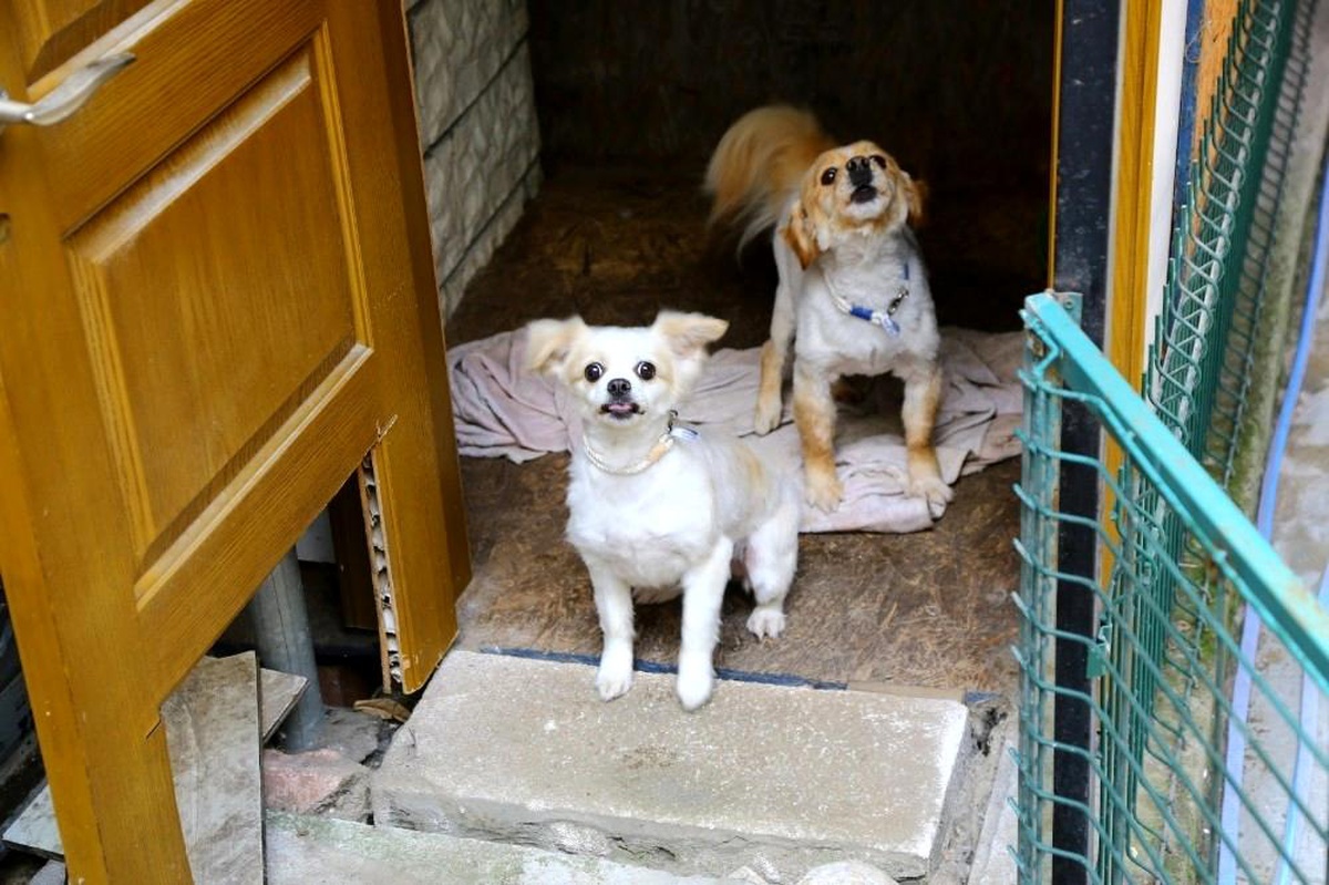 Çalınan köpekleri bulunan kadın sevindi