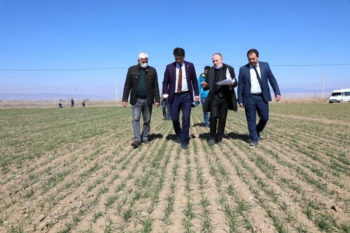 Eskişehir\'de 20 çeşit yerli ve milli tohum deneme çalışması