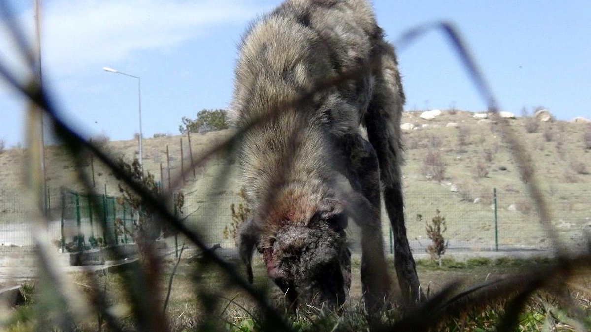 Ölmek üzere olan uyuz köpeğin tedavisi sürüyor